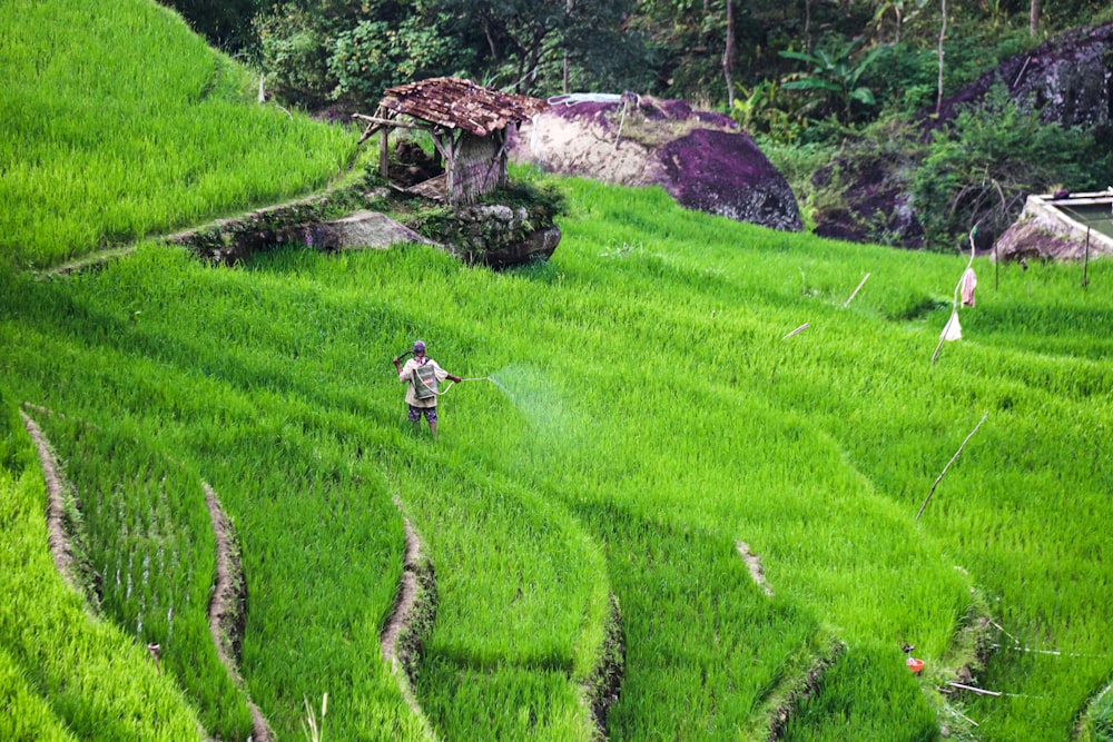 green grass field during daytime