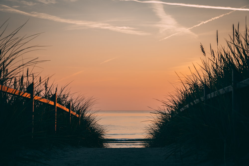 silhouette of grass on seashore during sunset