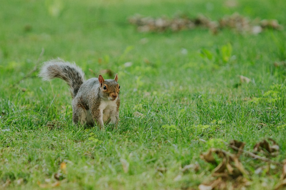 écureuil brun sur l’herbe verte pendant la journée