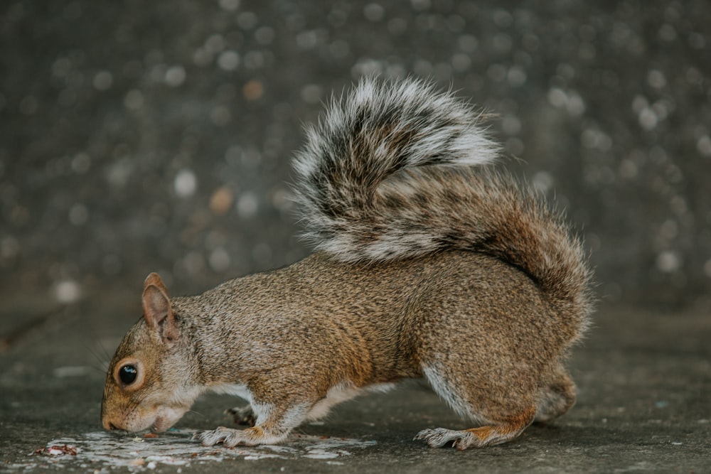 brown squirrel on gray rock