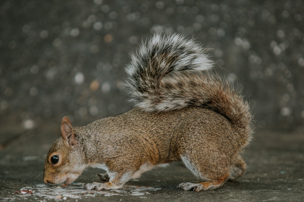 écureuil brun sur roche grise
