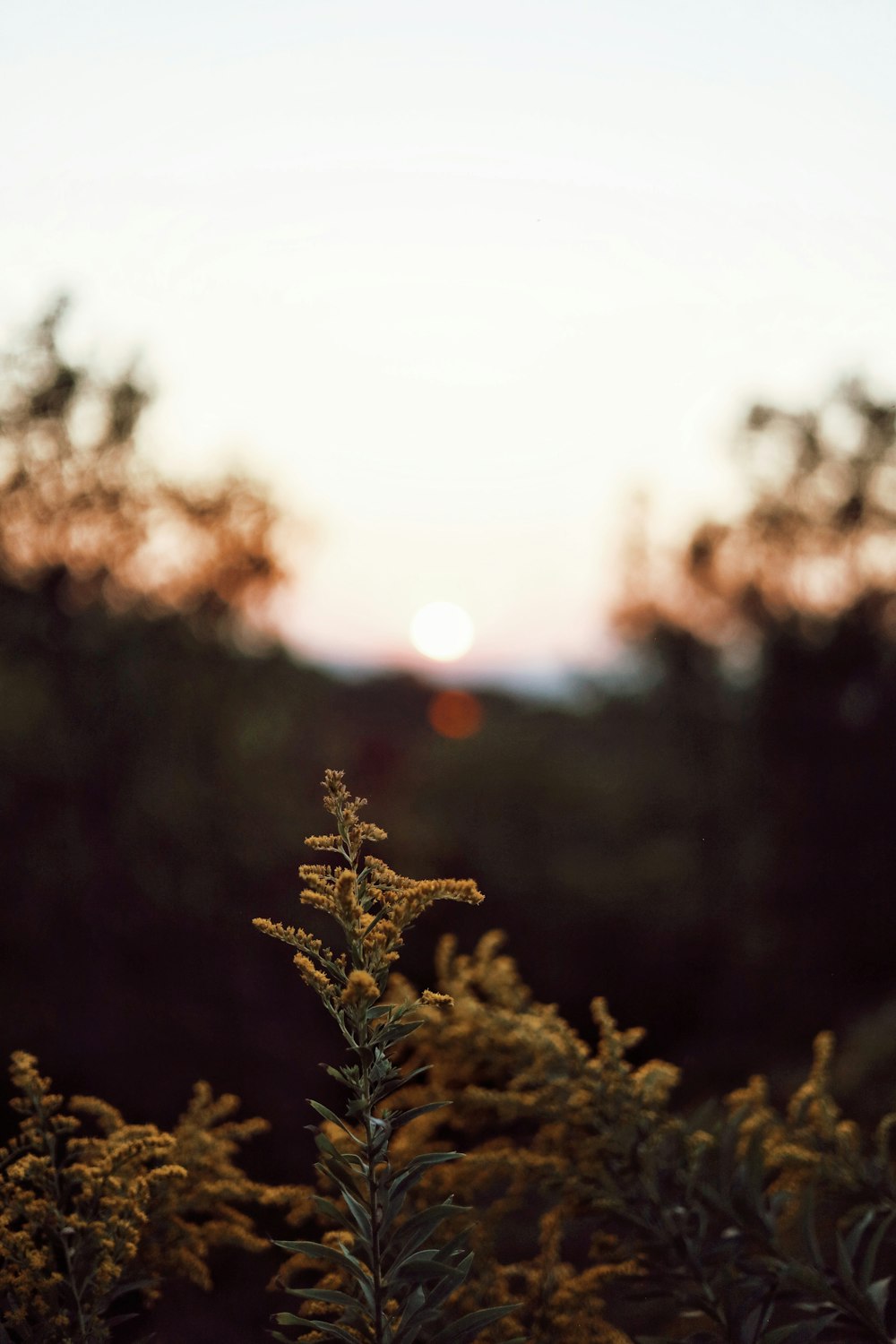 green and brown plant during daytime