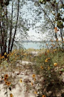 brown and green trees near body of water during daytime