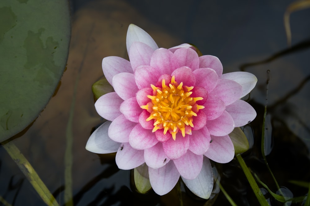 pink flower in macro shot