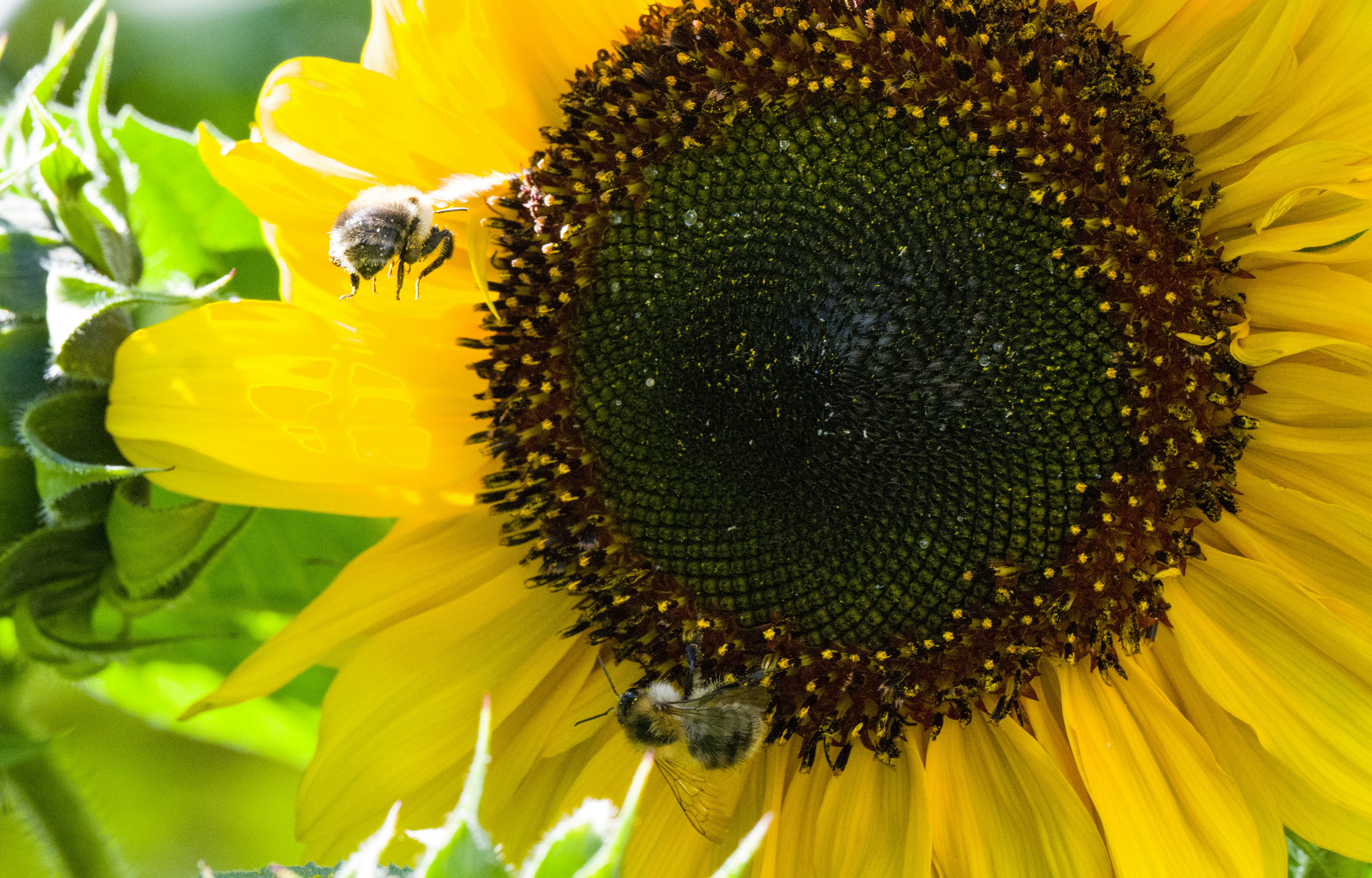 yellow sunflower with bee on top