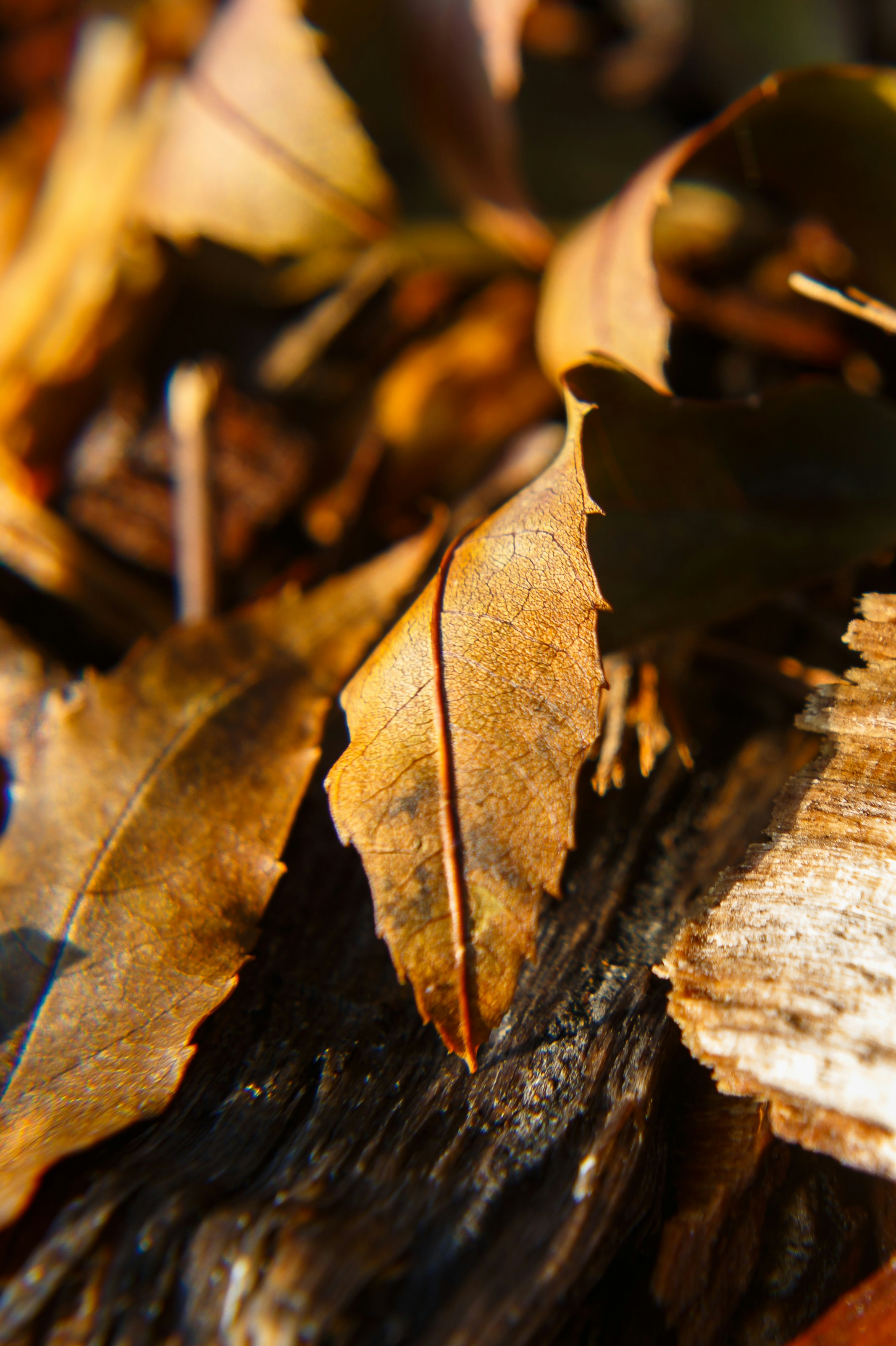 Photo by alien_roger