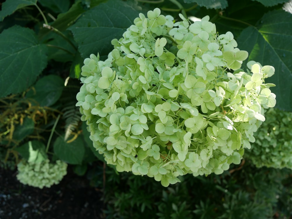 white flowers with green leaves