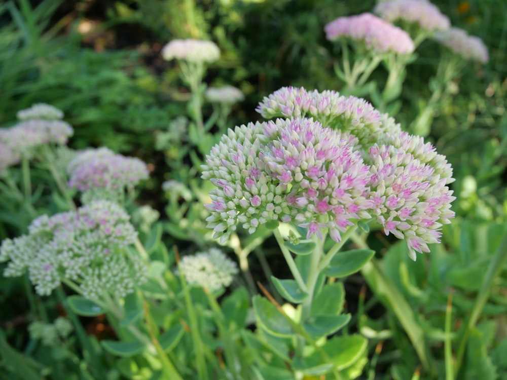 purple flower in tilt shift lens