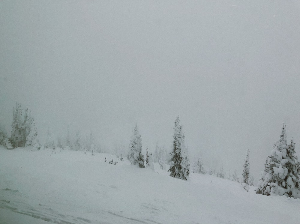 snow covered trees during daytime