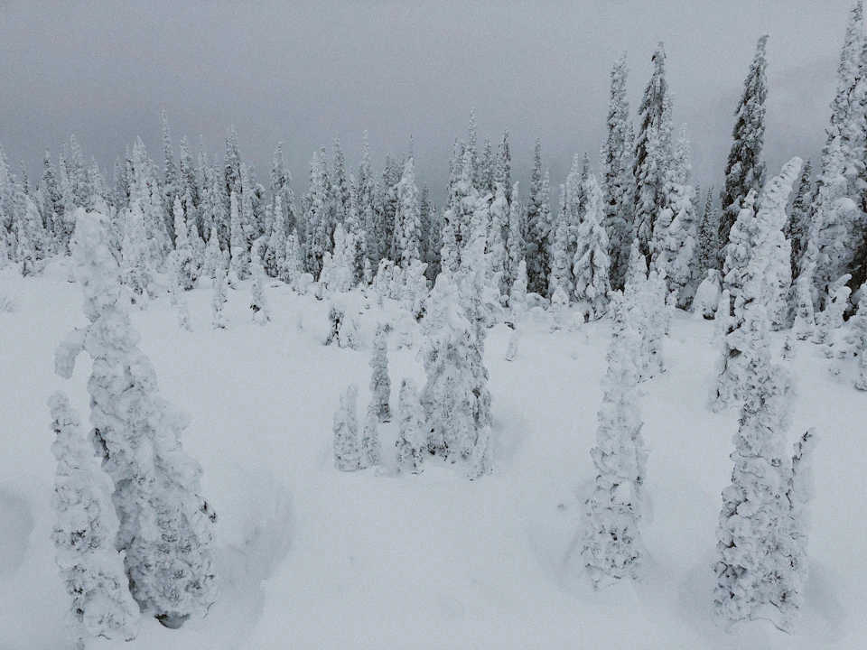 Serene winter landscape with snow-covered trees and bushes, reflecting white ground beneath