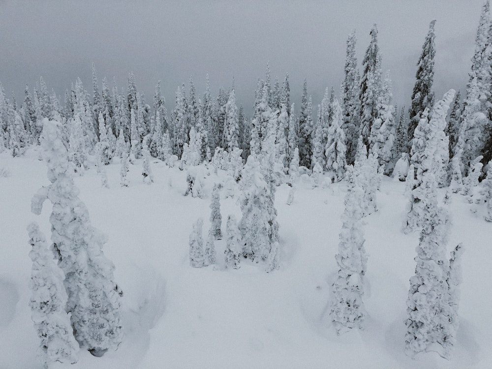 snow covered trees during daytime