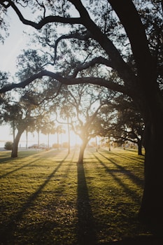 silhouette of trees during daytime