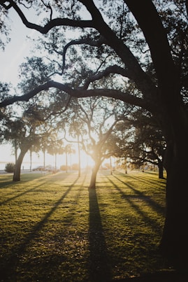 silhouette of trees during daytime