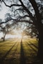 silhouette of trees during daytime