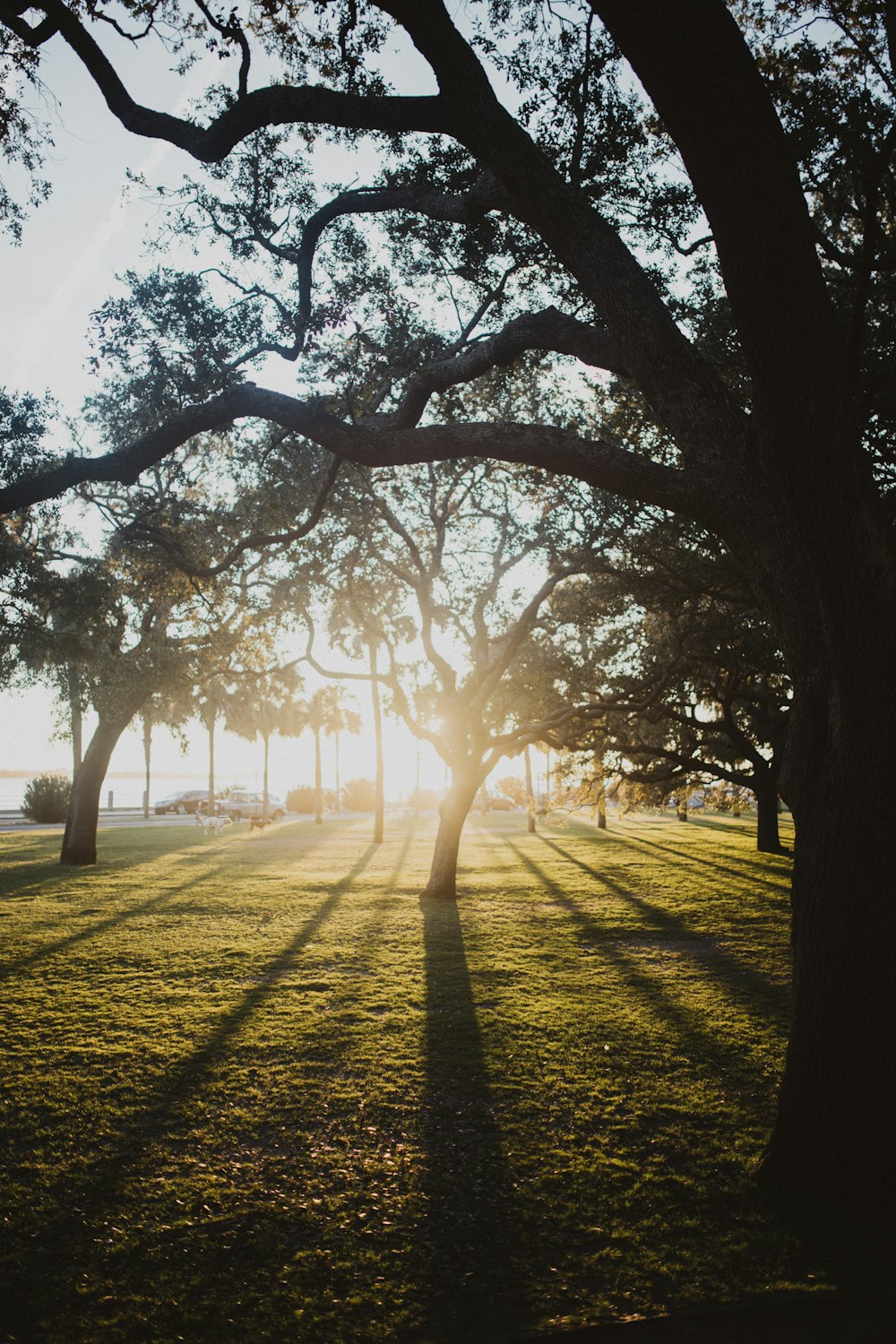 silhouette of trees during daytime