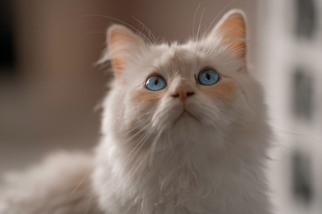 white long fur cat in close up photography