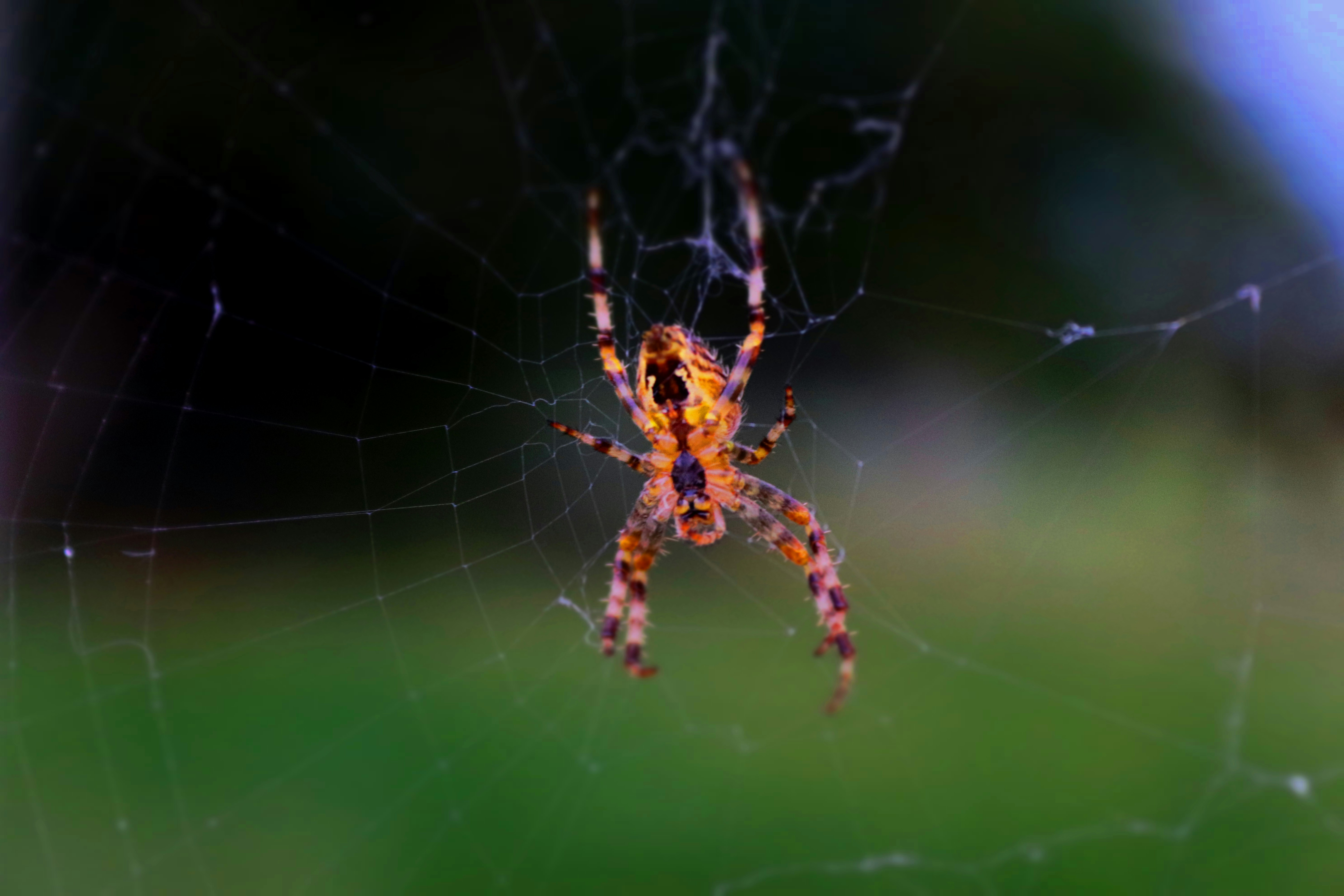 Photo by denleyjones