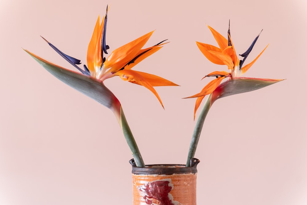 orange and green plant in blue and brown ceramic vase