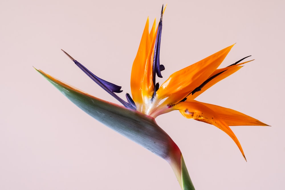 yellow and green birds of paradise in close up photography