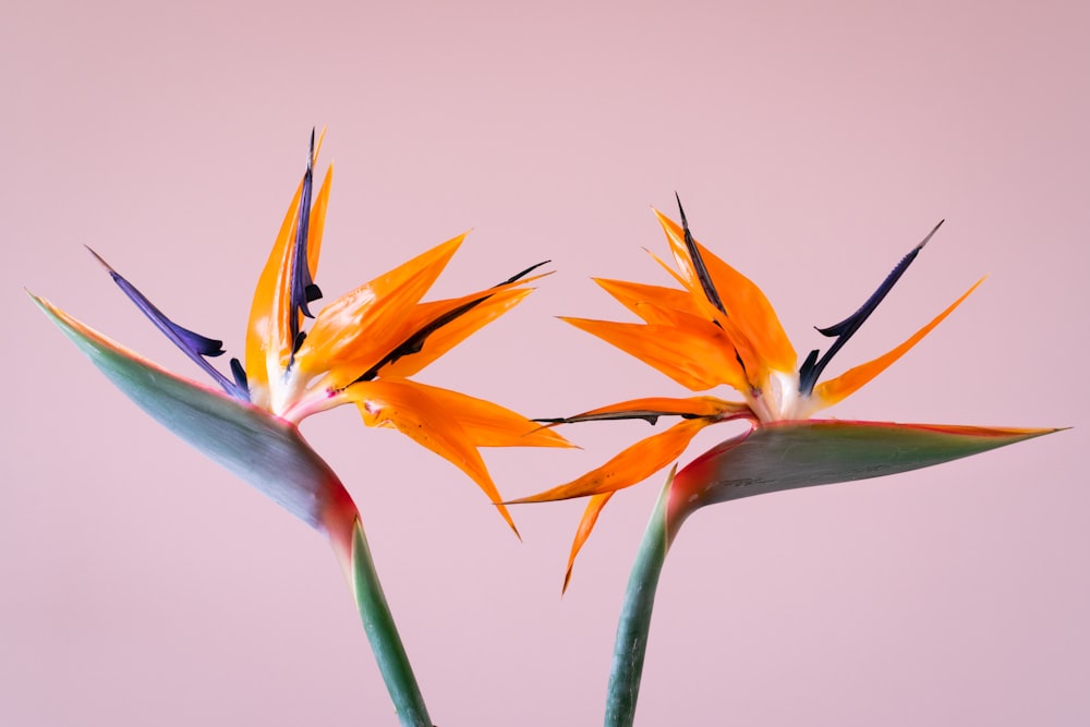 Gelbe und blaue Paradiesvögel in voller Blüte