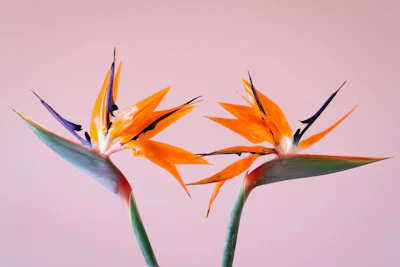 Bird of Paradise Flower Strelitzia India — Premium Cut Flower Guide