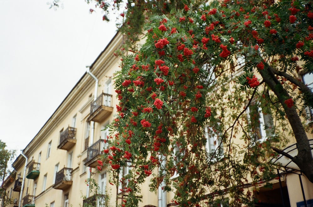 red round fruits on tree