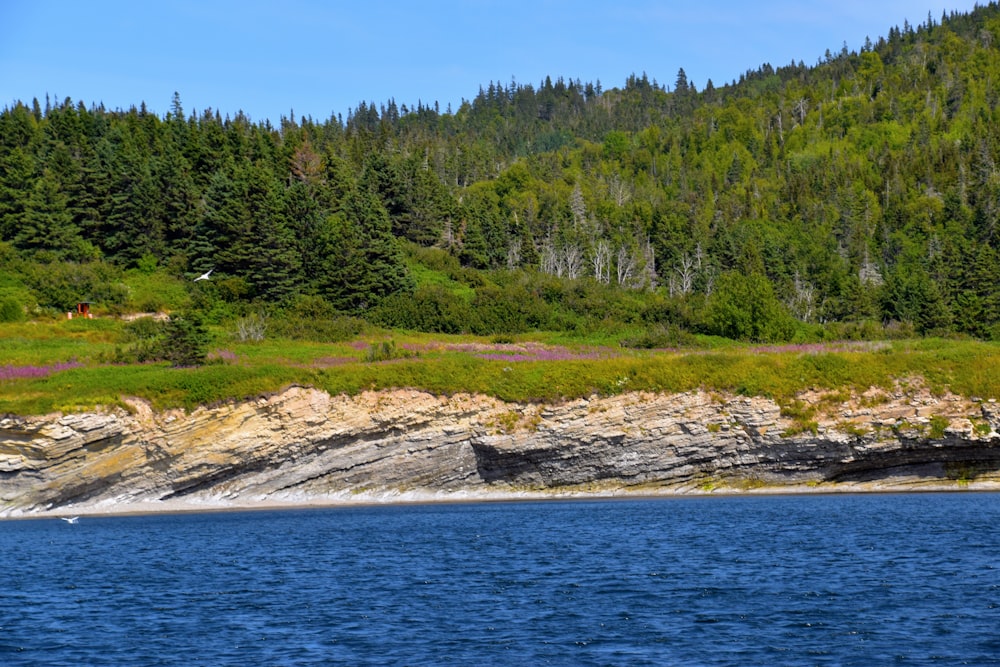 green trees near body of water during daytime