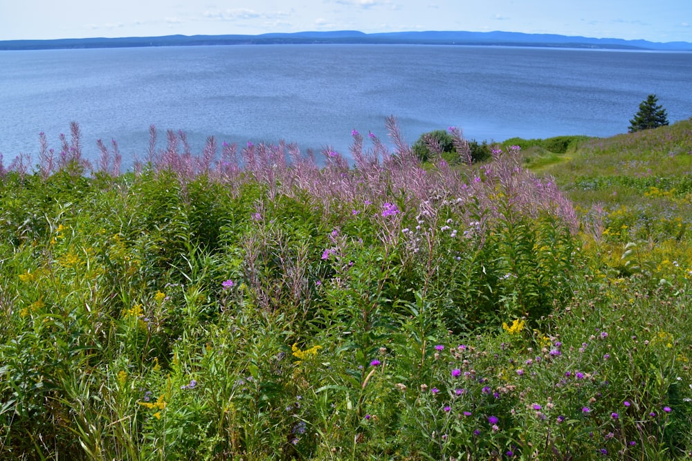 purple flower field near body of water during daytime