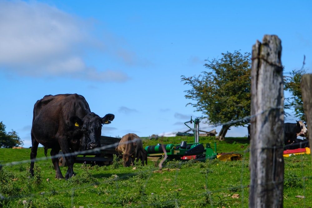 horses on green grass field during daytime