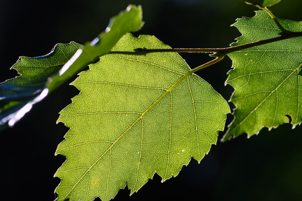 green leaf in macro shot