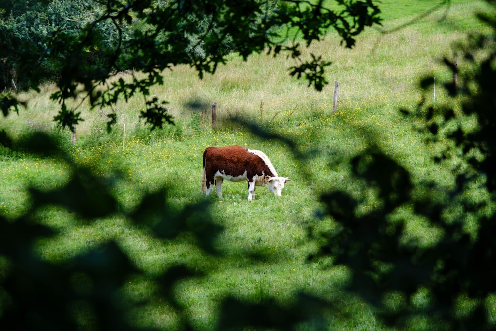 mucca marrone che mangia erba sul campo di erba verde durante il giorno