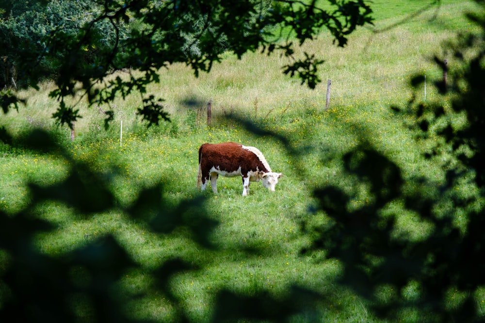 Braune Kuh frisst tagsüber Gras auf grünem Grasfeld