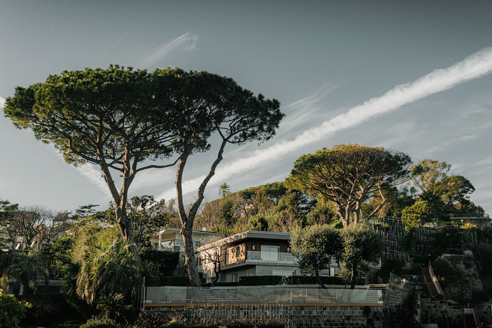 green trees under white clouds and blue sky during daytime