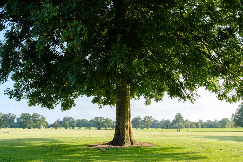 green tree on green grass field during daytime