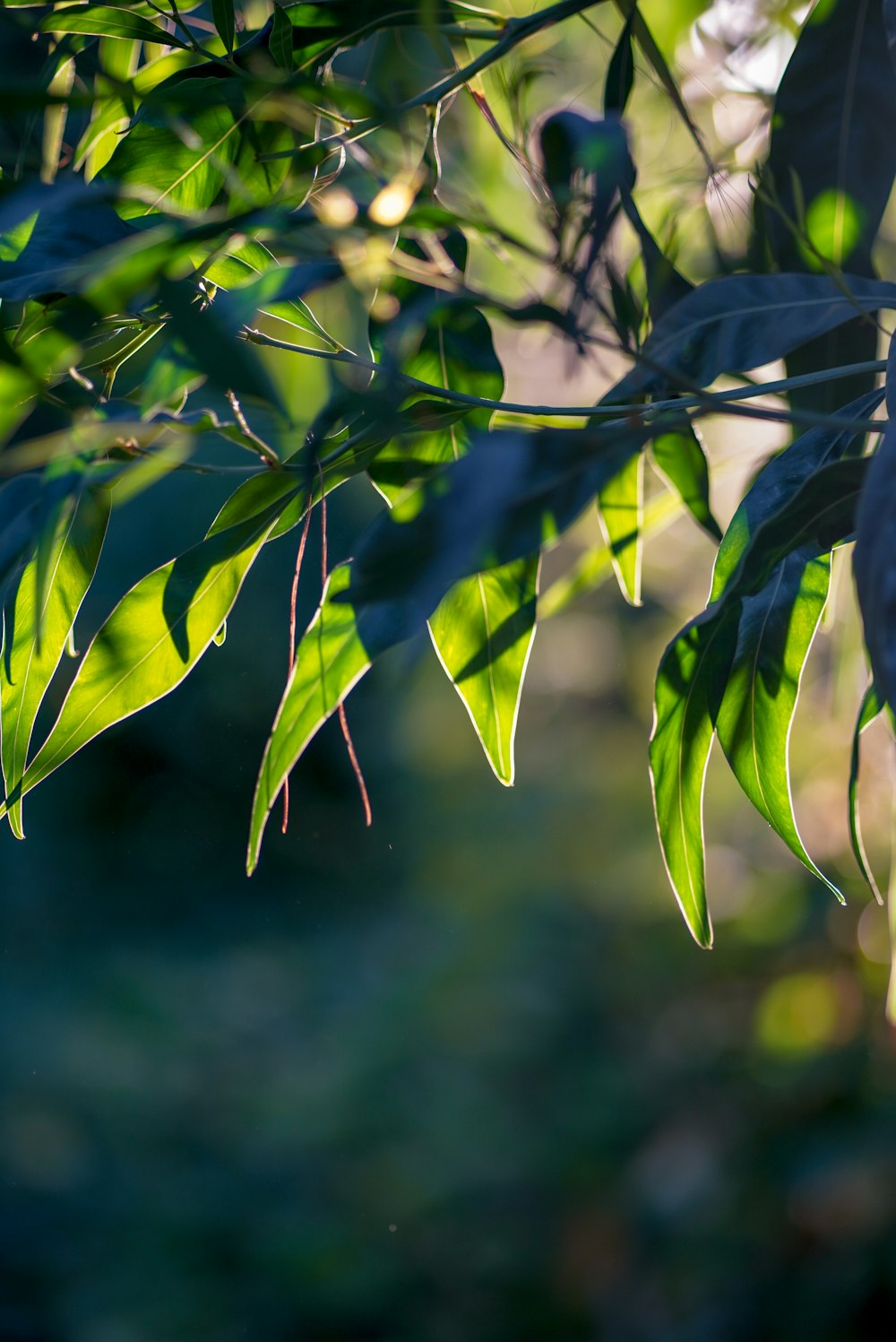 green leaves in tilt shift lens