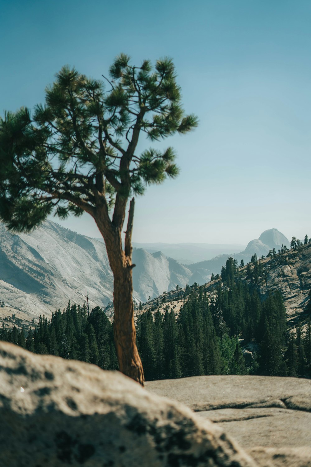 green tree near snow covered mountain during daytime