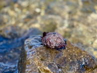 A stunning close-up of a sea urchin resting on a rocky seabed.