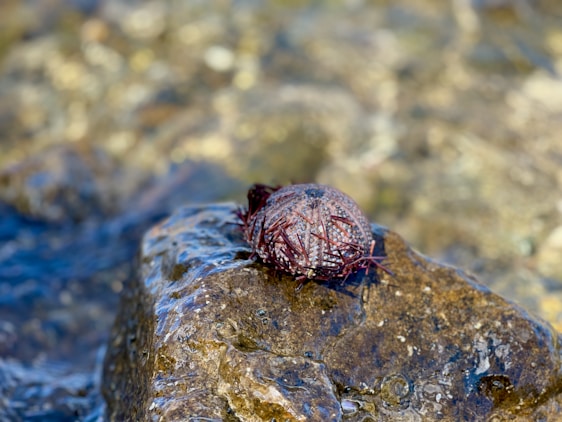 Close-up of a natural white sea urchin resting on smooth stones by the ocean shore.