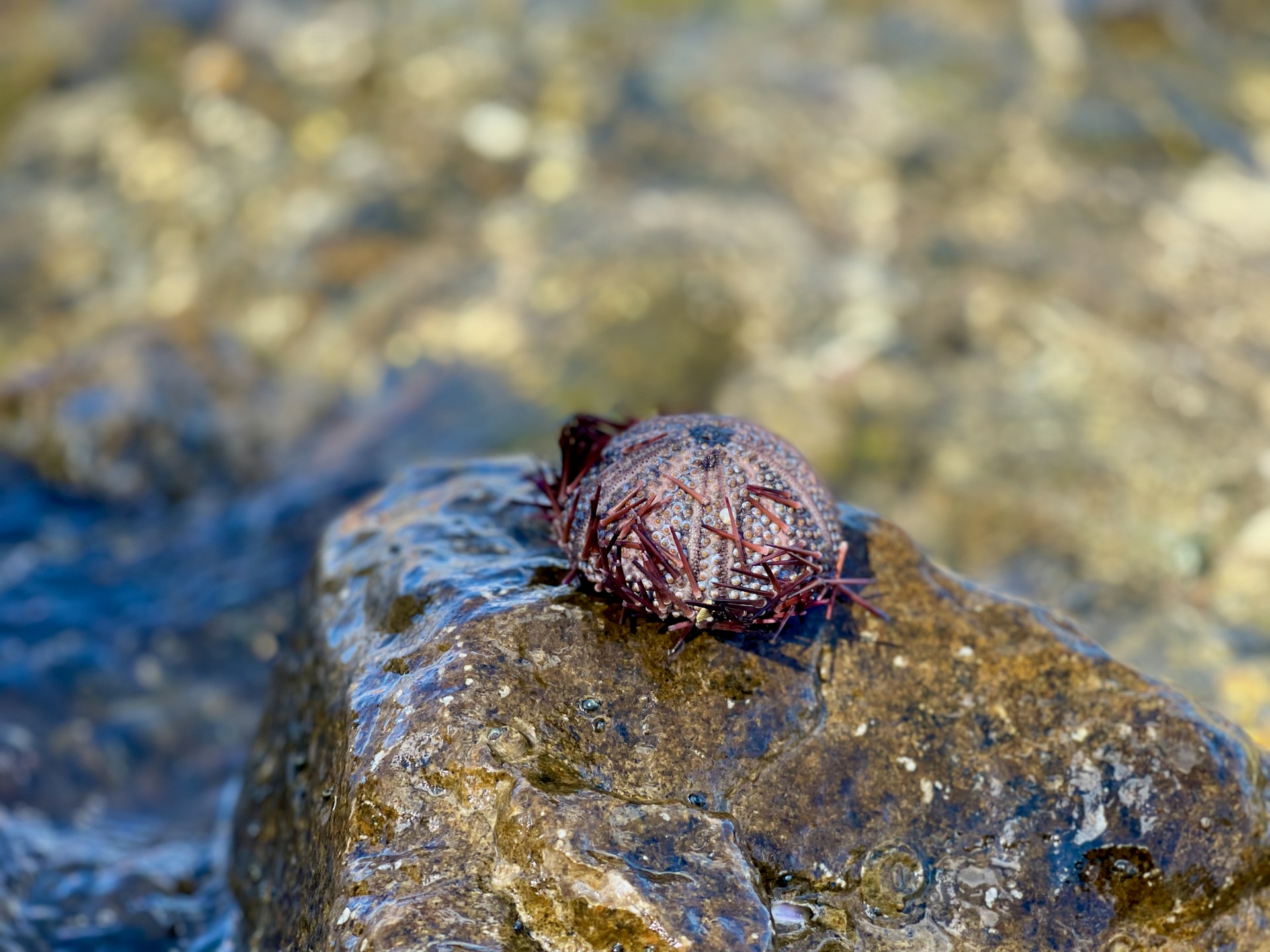 gray computer monitor