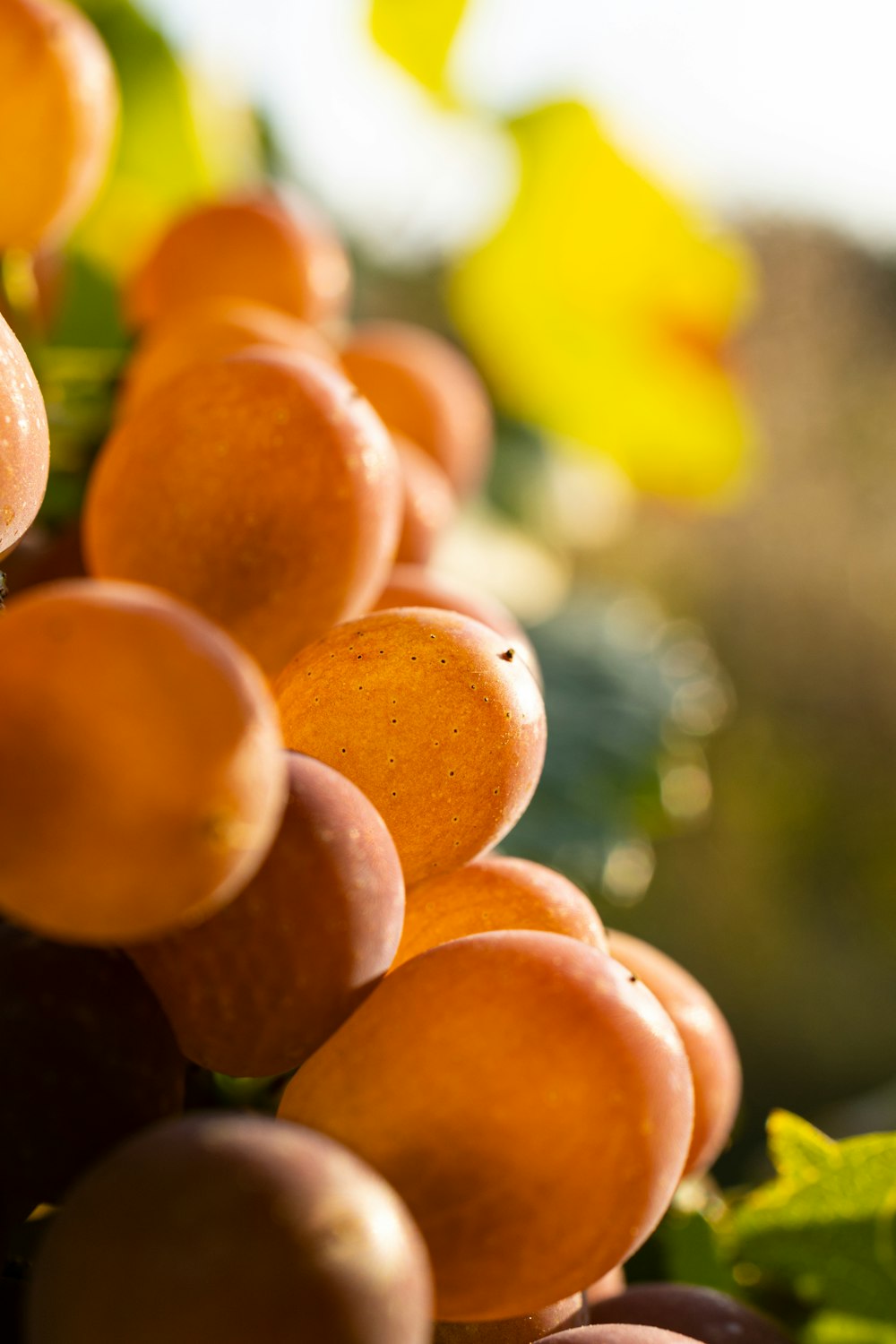 orange fruits in tilt shift lens