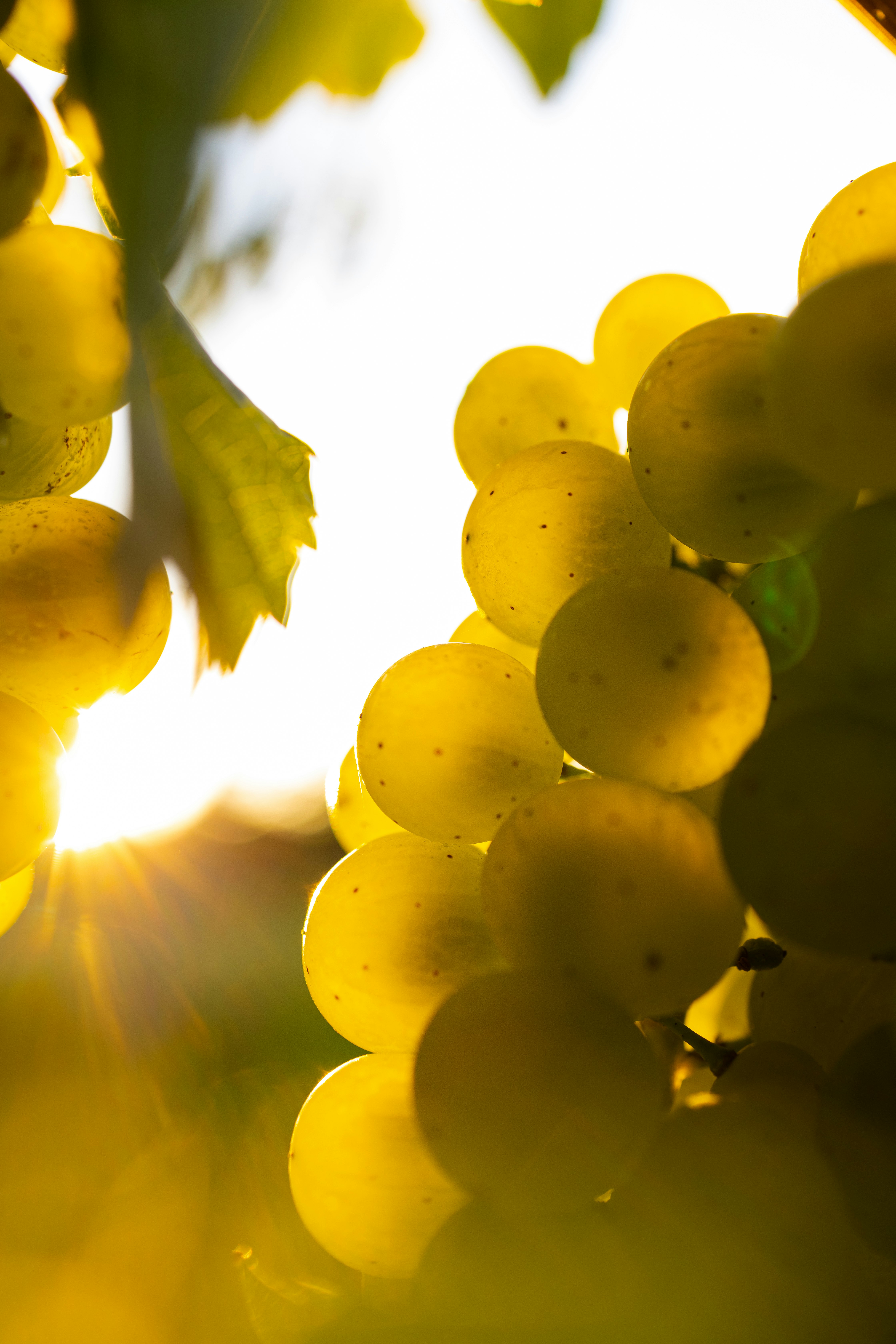 green grapes in close up photography