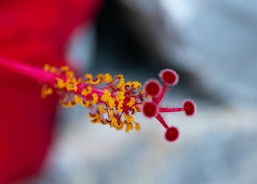 yellow and red flower in tilt shift lens
