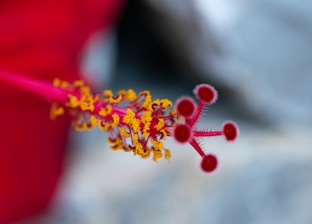 yellow and red flower in tilt shift lens