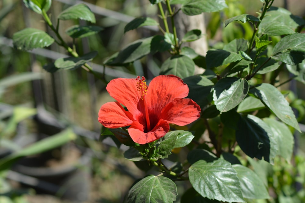 red flower in tilt shift lens