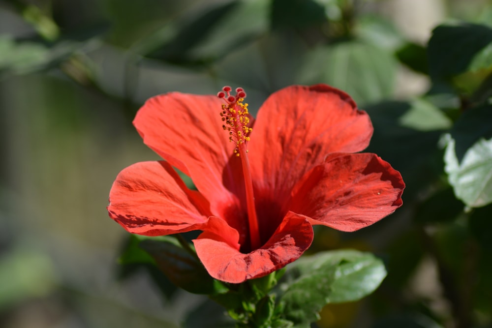 red flower in tilt shift lens