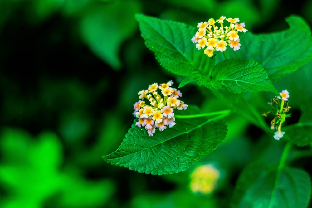 yellow and green flower in tilt shift lens