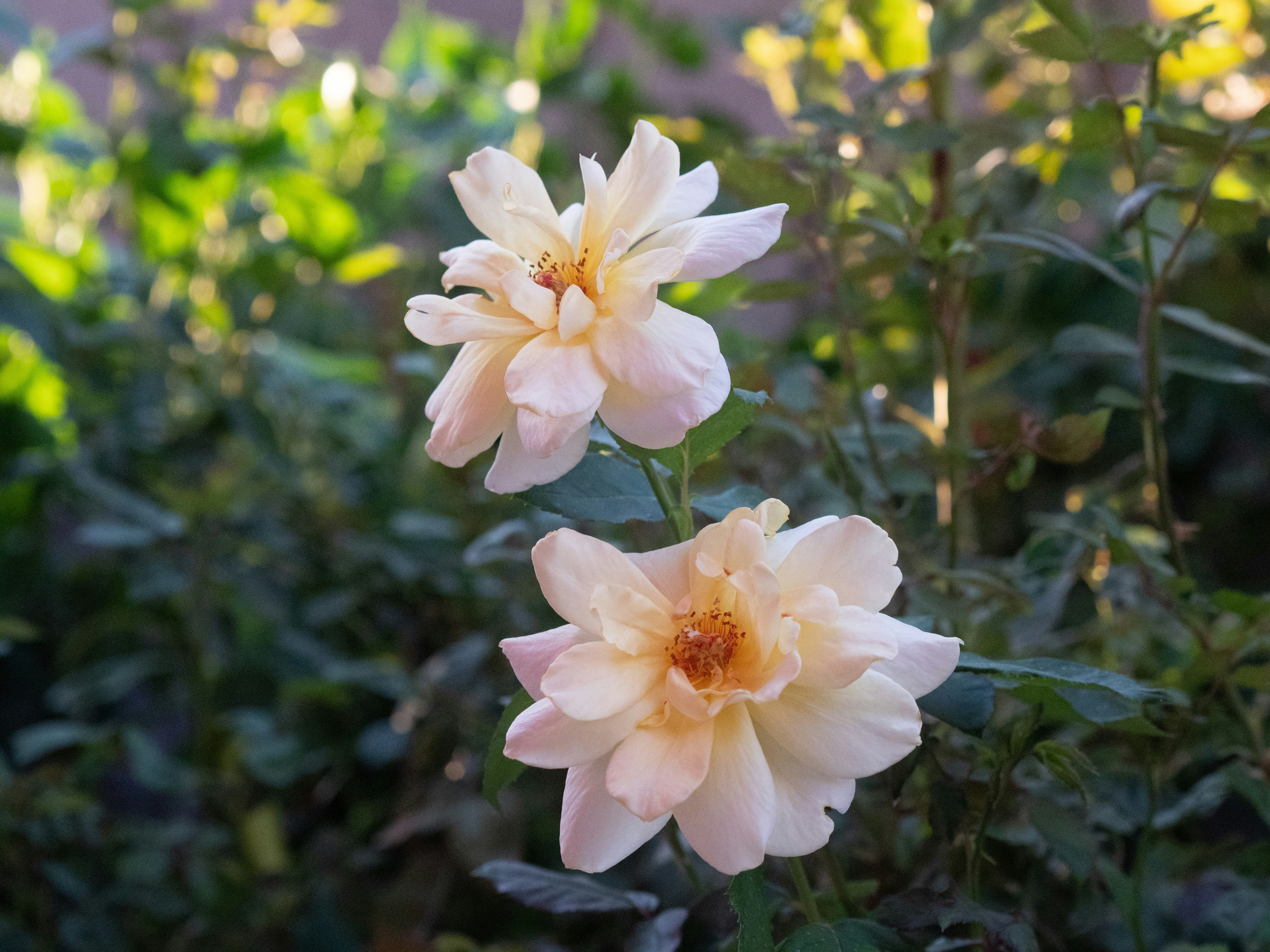 Photo by basilisk_eater