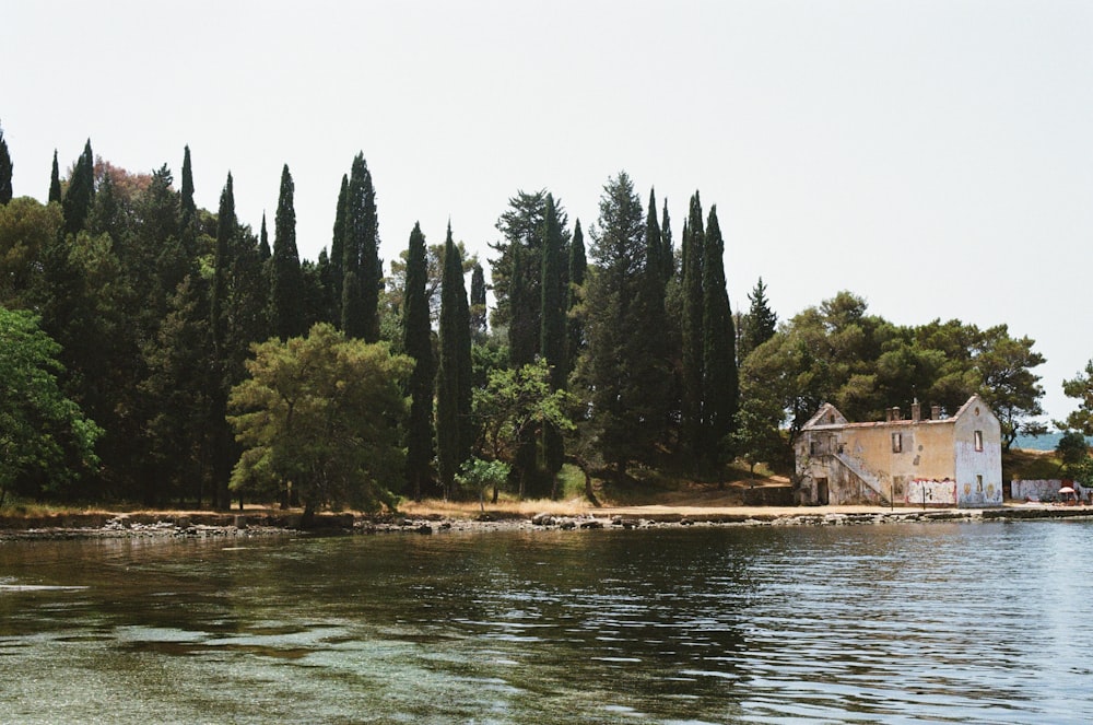 green trees beside body of water during daytime