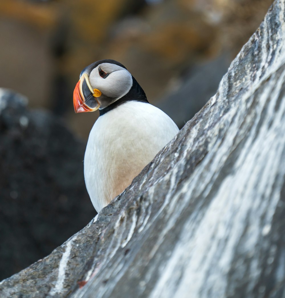 white duck on gray rock