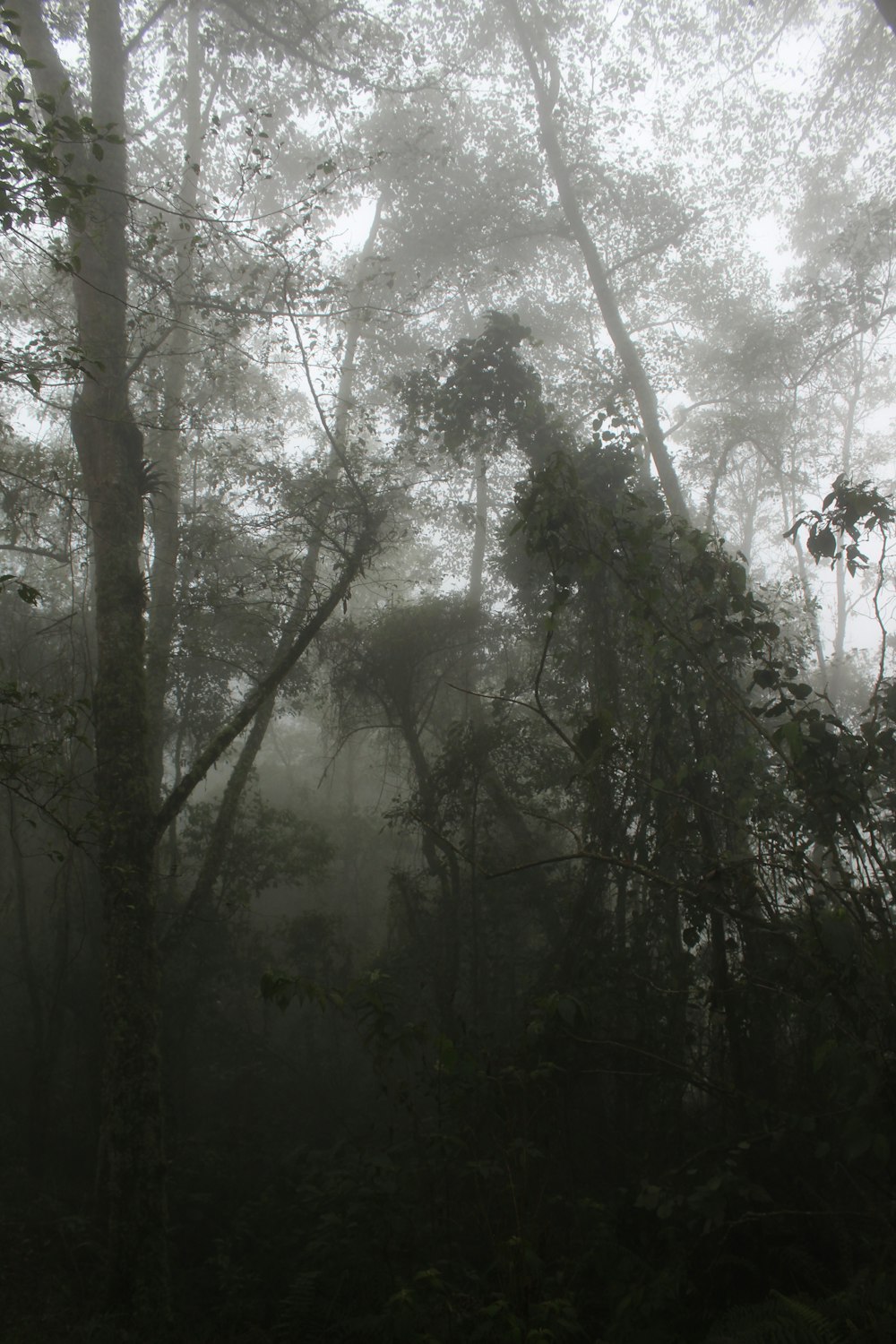 green trees under white sky during daytime